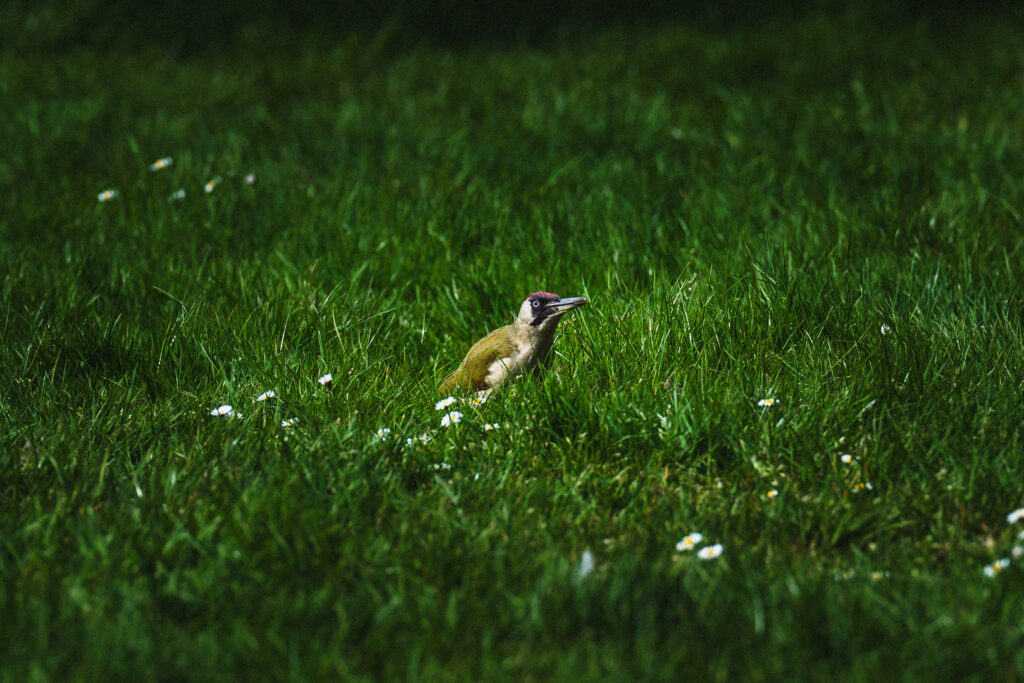 green woodpecker kew gardens