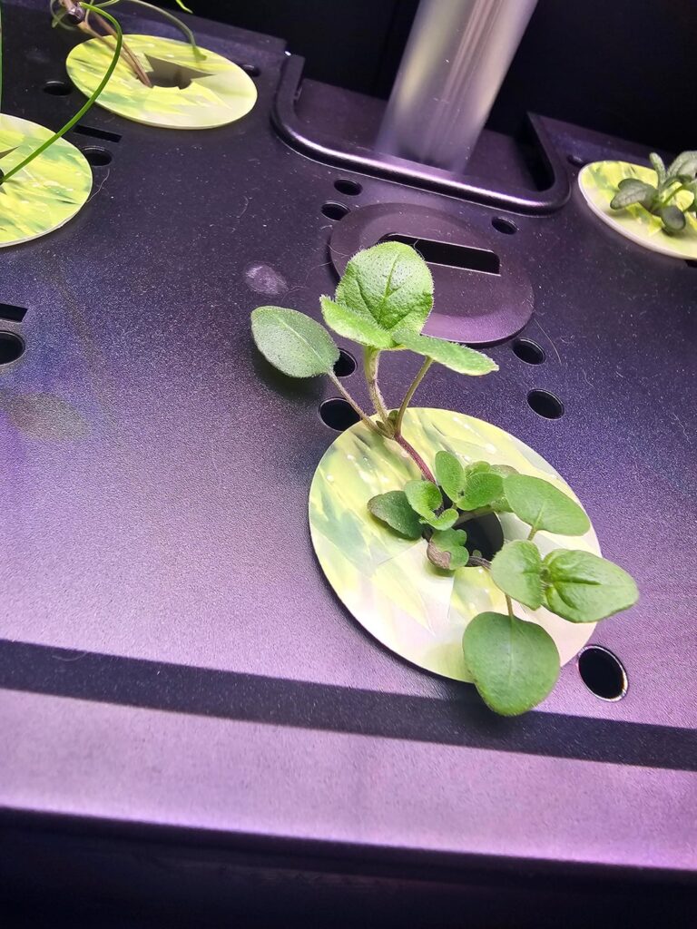 LetPot system not making my plants happy