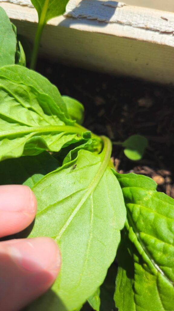 What are these little winged bugs on my arugula?