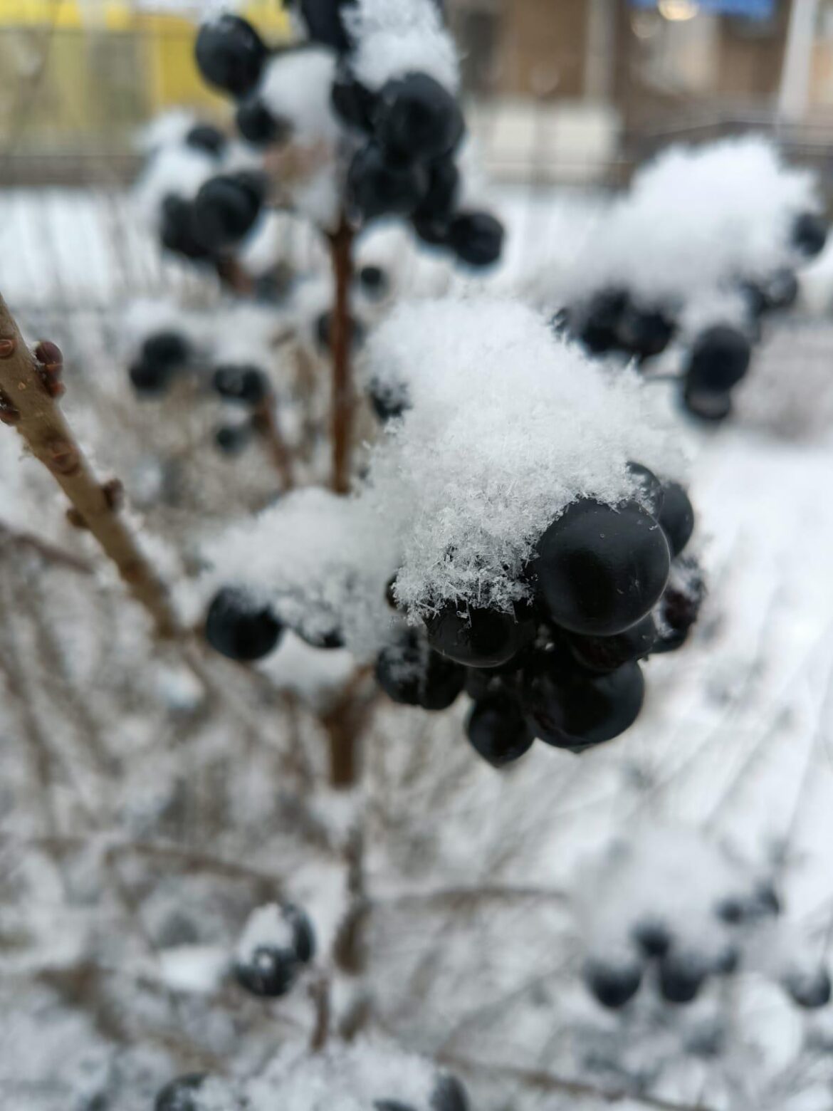 Under the snow. Black and White