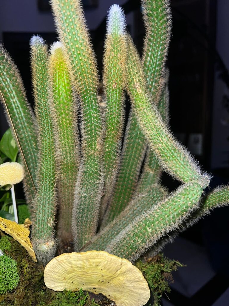 Cactus stems are snapping