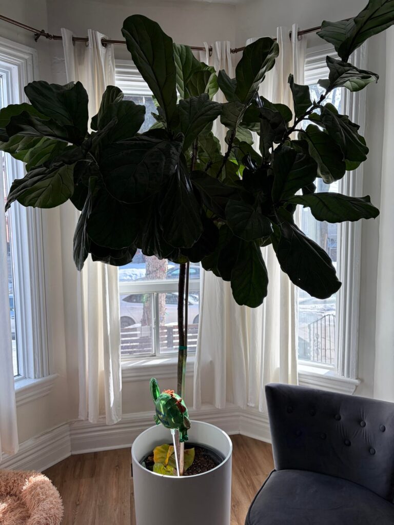 Mass Shedding? Normal? Mass Shedding? Normal?