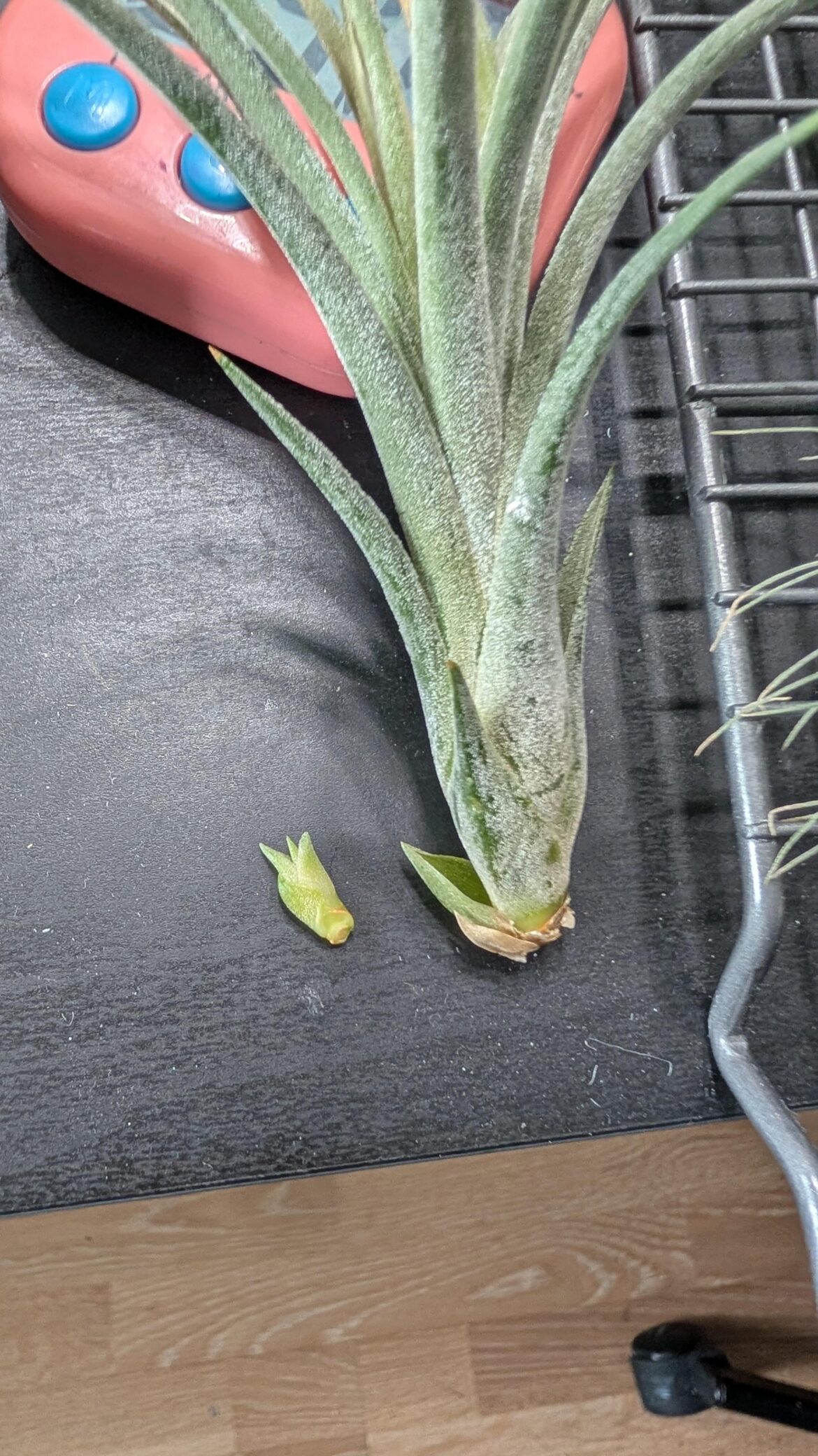 Will the pup survive?