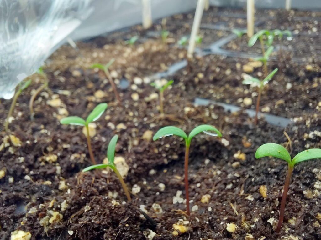 First ever garden!
