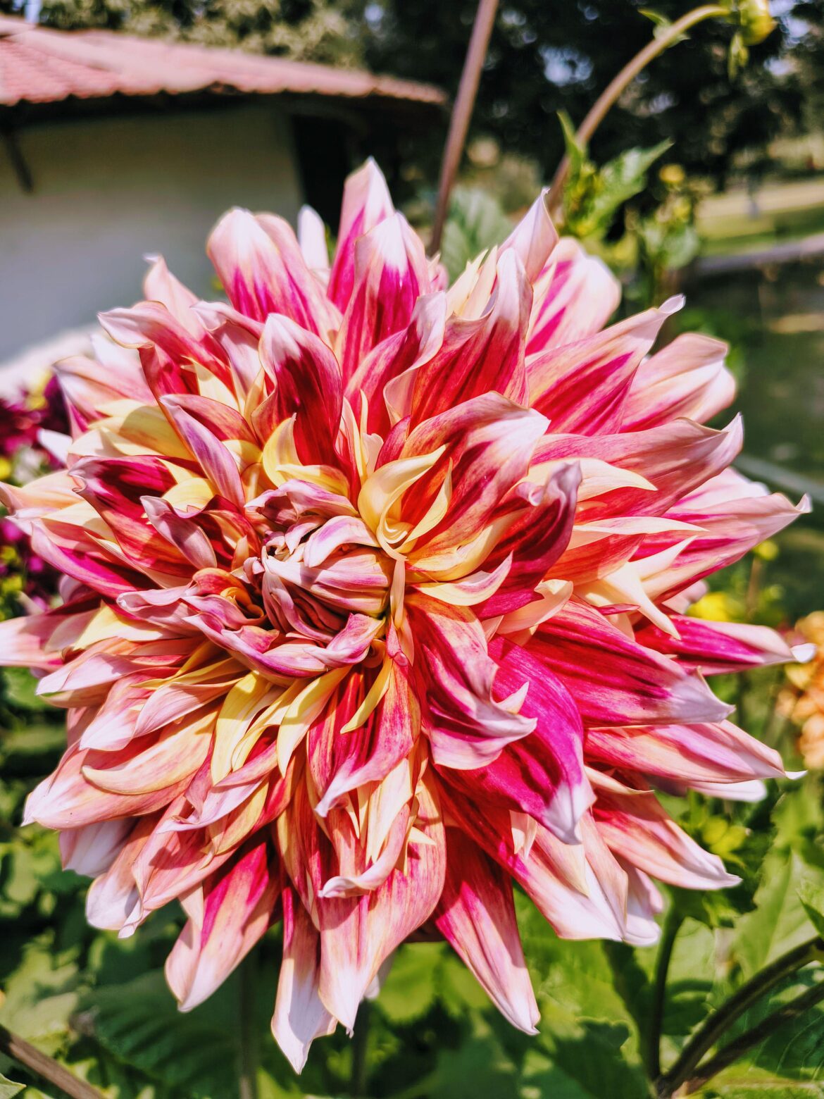 Dahlia Bristol Stripe glowing in the evening sun!