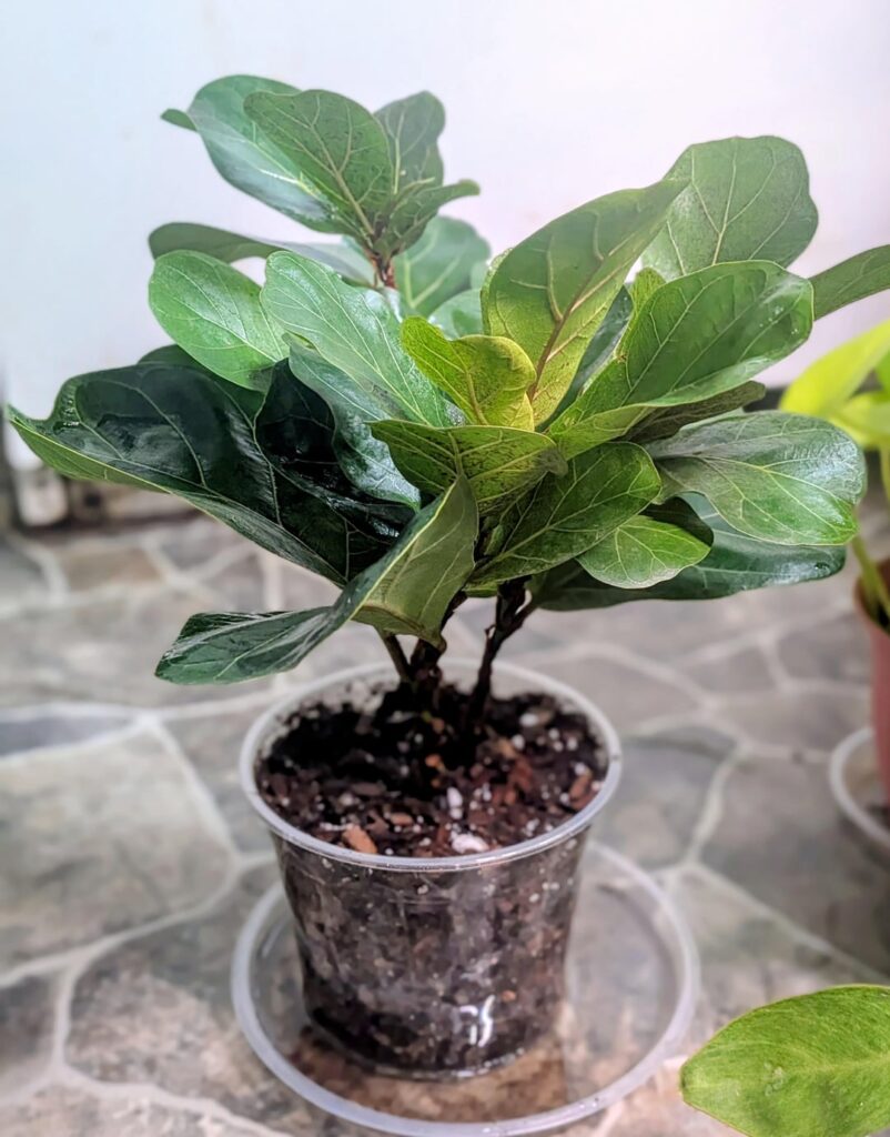 My surprise from my husband!
