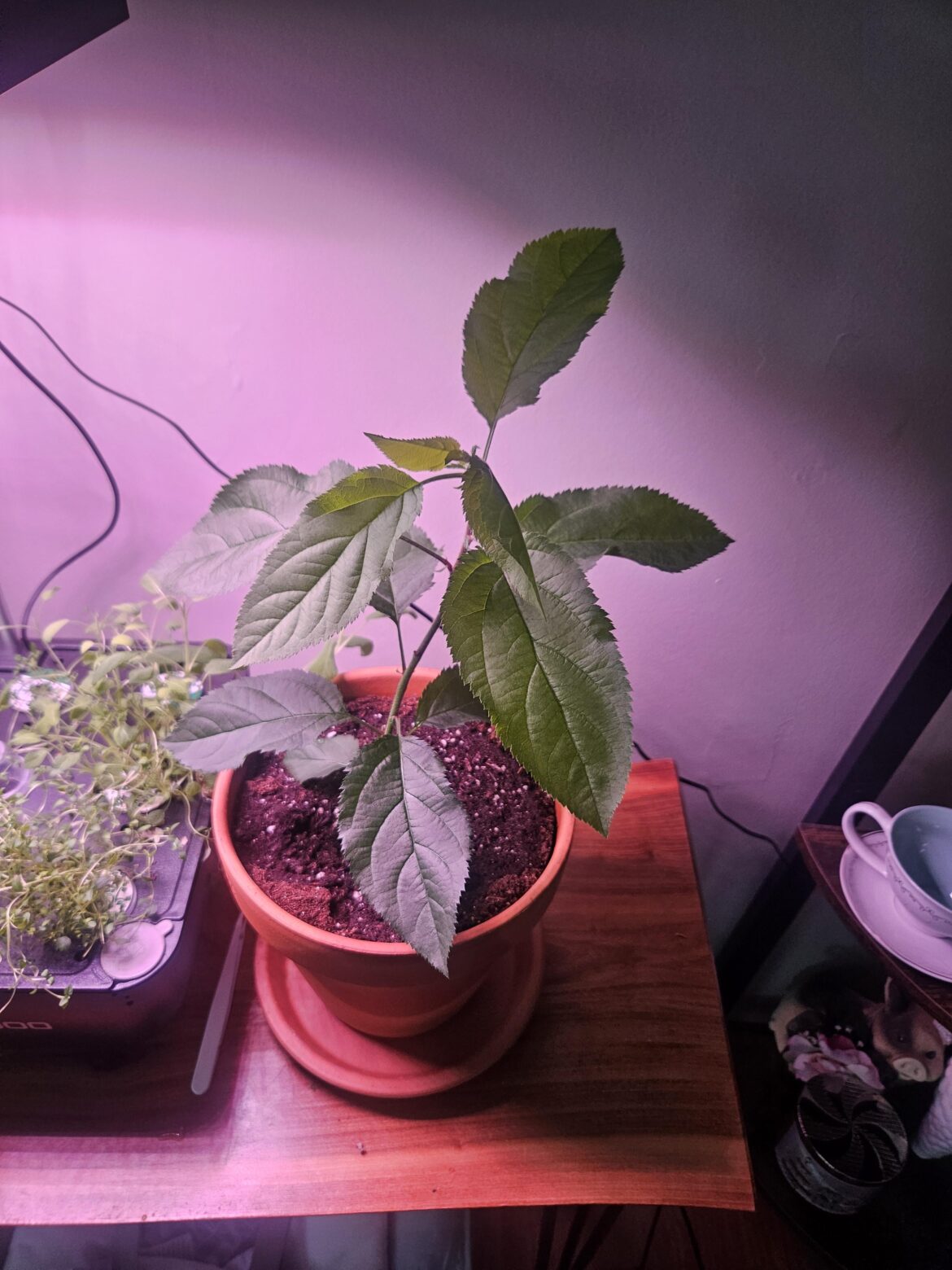 Apple Tree Apple Tree