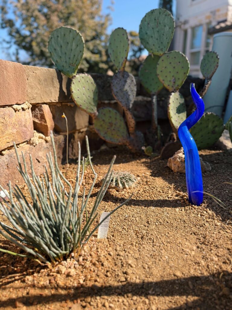 Ugly utility bed turned staged xeric habitat