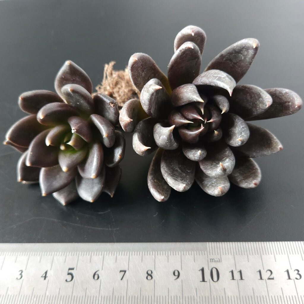 Echeveria affinis [Echeveria affinis Walther, 1958]