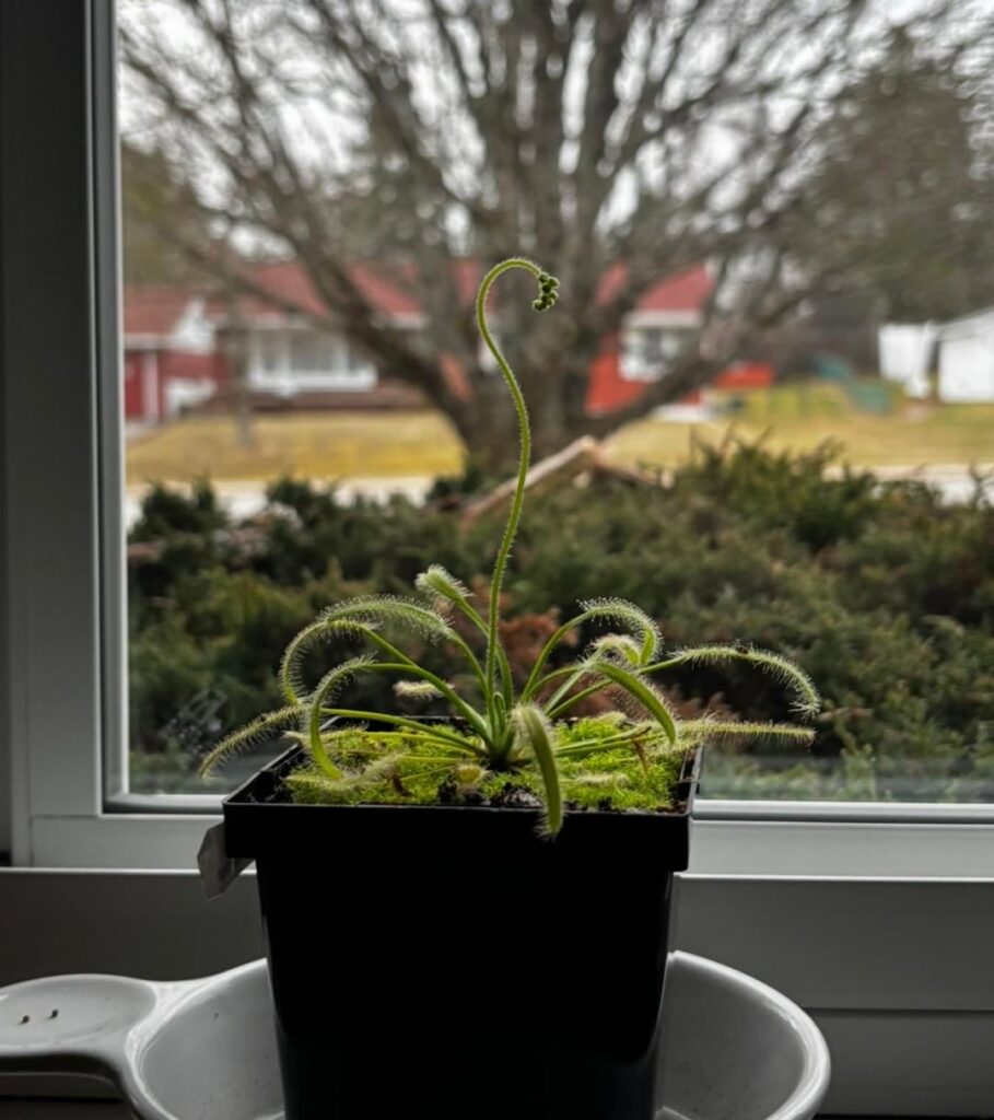Back in May 2025, I picked up a Drosera capensis Alba on clearance, nine months later and she’s flowering for her third time