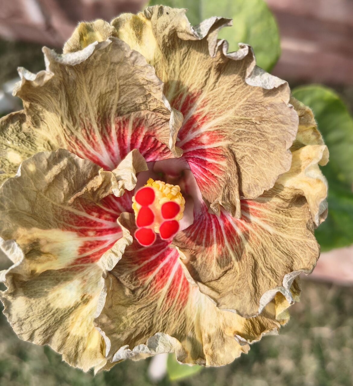 Hibiscus rosa sinensis [OC]
