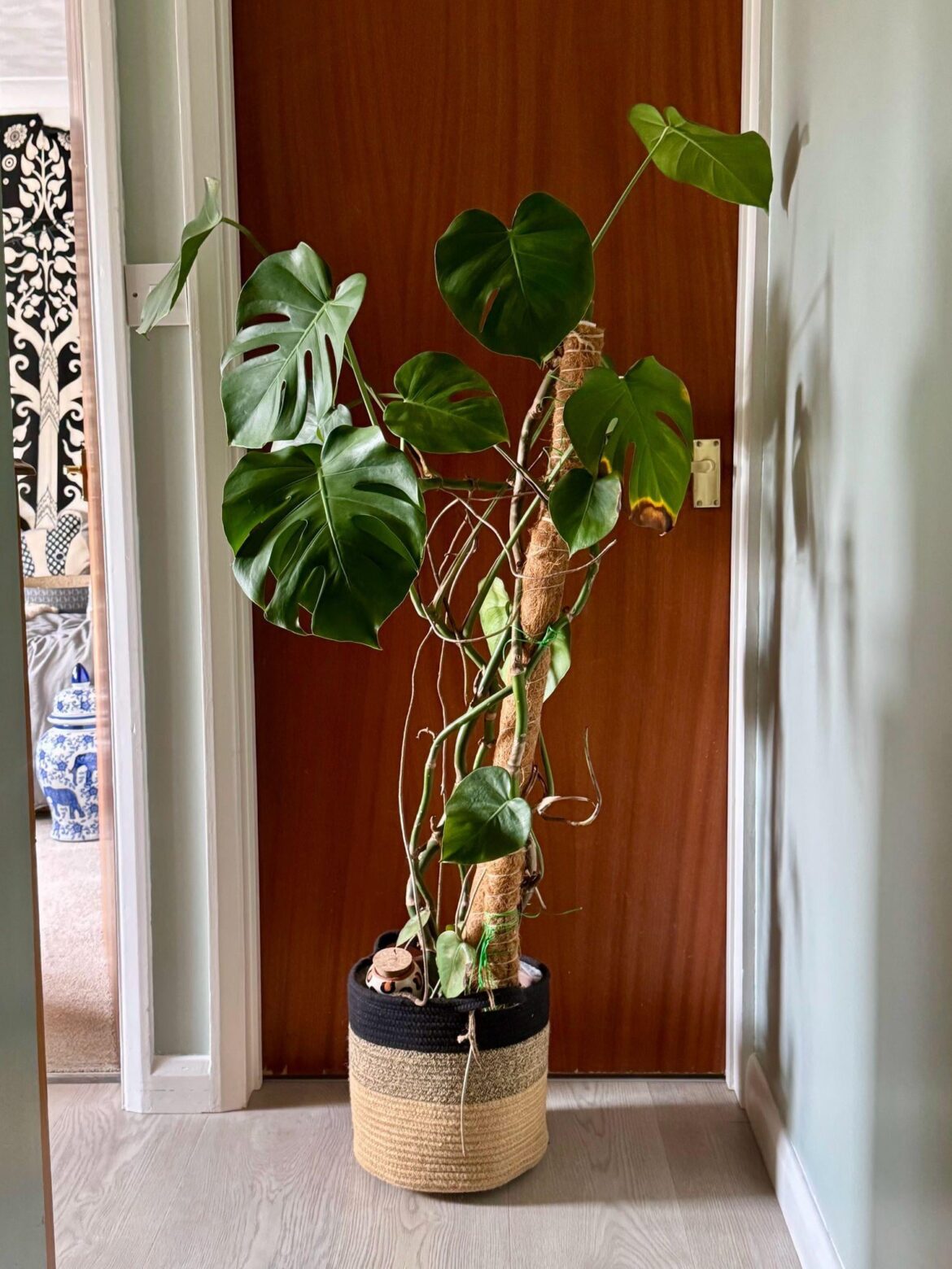 Help make me this monstera happier!