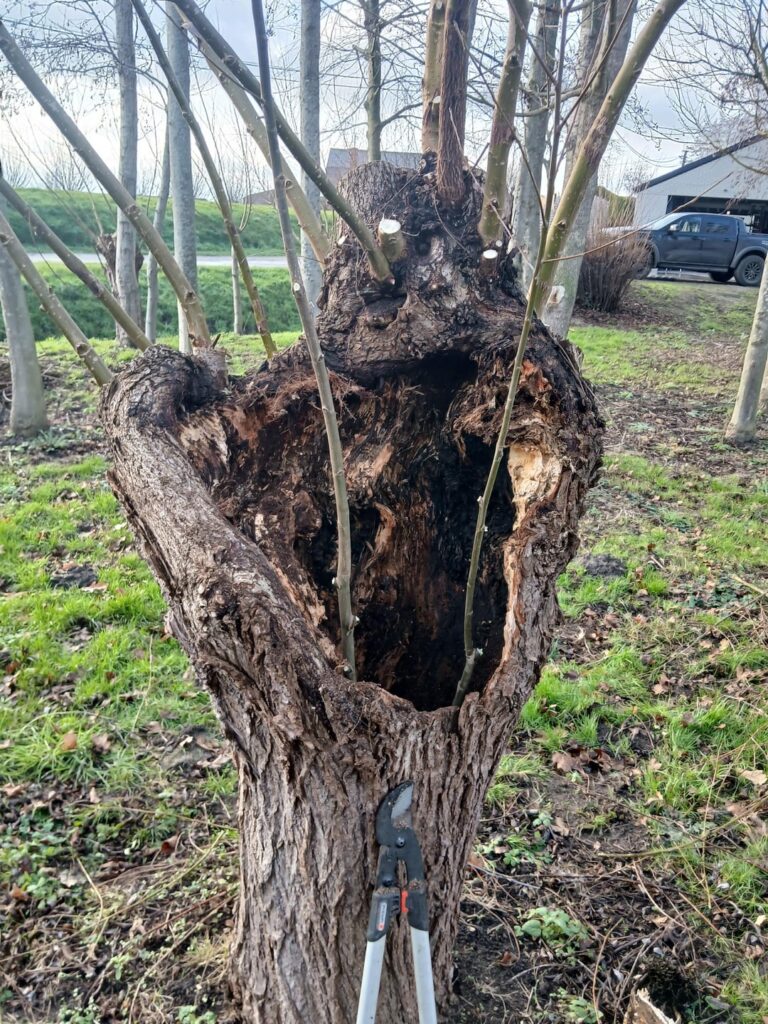 Science experiment with pollarded willows
