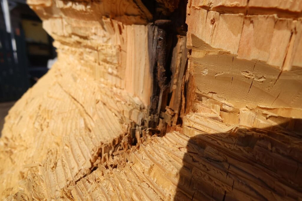 About 100 years ago a nail was driven into this Blue Spuce, it is about dead center. It has significant decay of several inches in all direction. Any ideas of what damage this 16p nail has caused and would it stunt the overall growth of the tree?