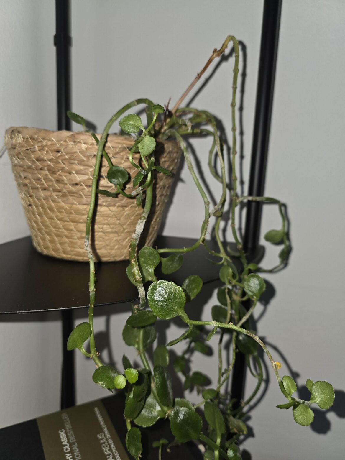 Why does this guy have no leaves?