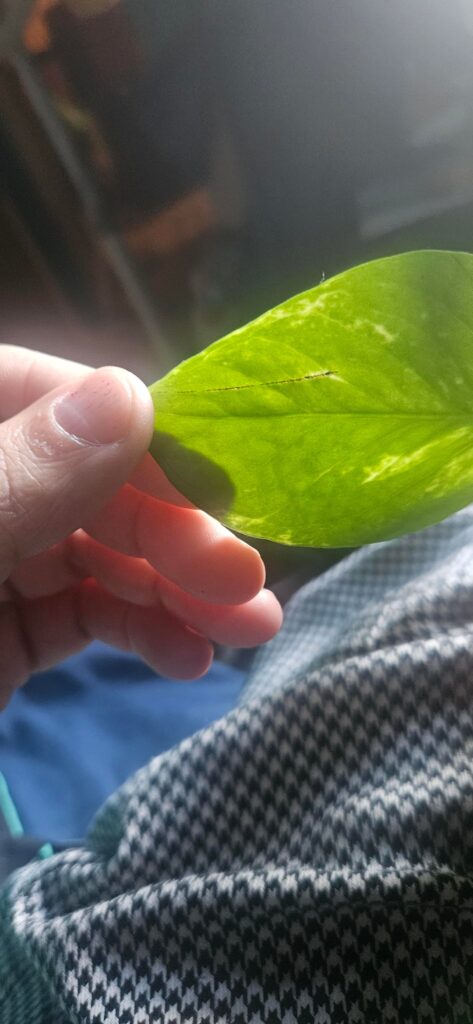 Why has my boy kept getting little scratches :(