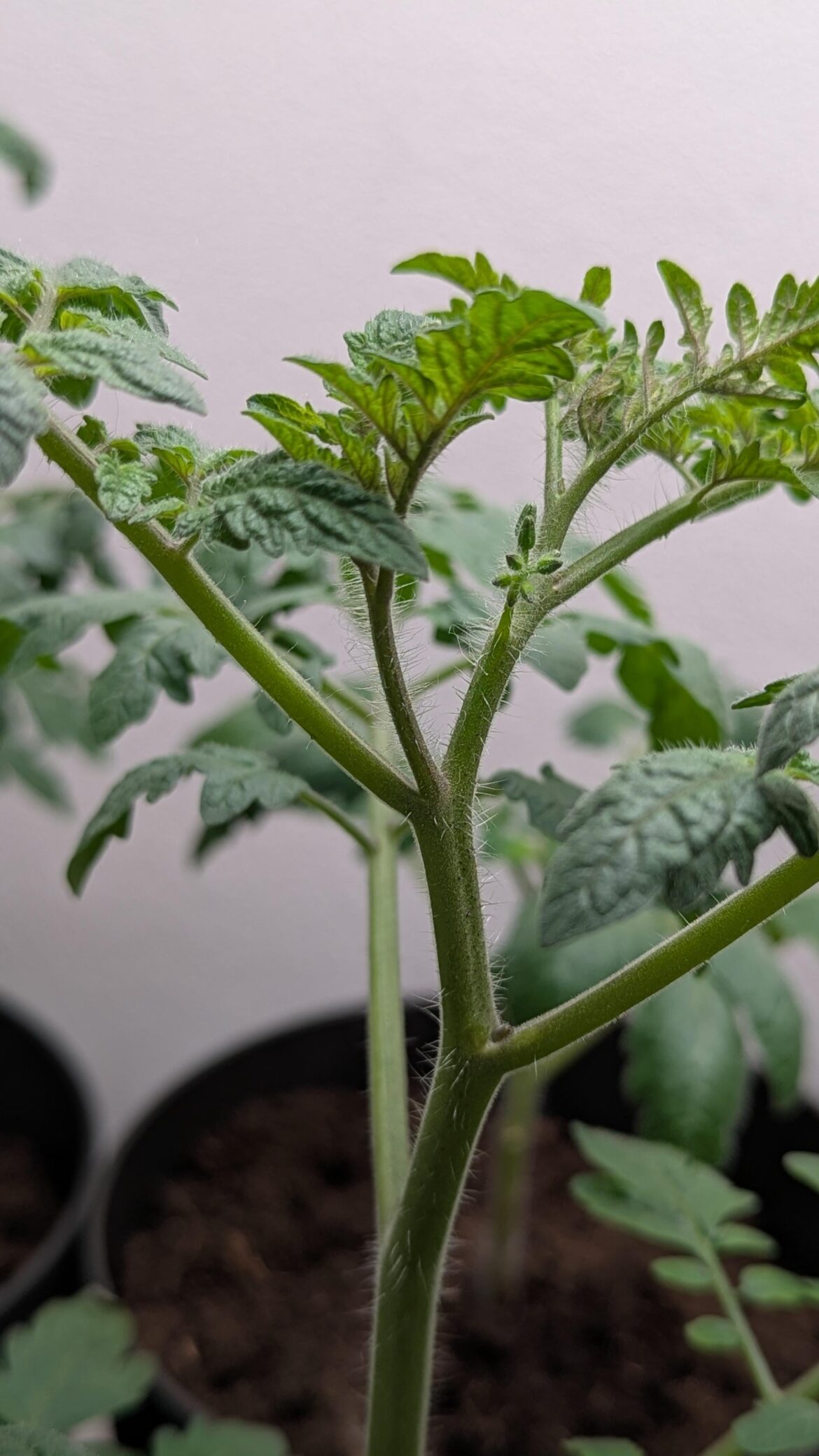 Can someone help identify if this is a sucker on my tomato plant?
