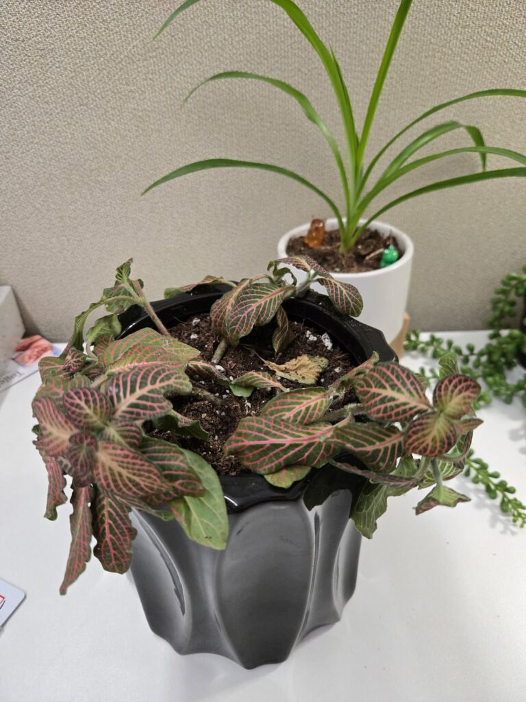 Nerve Plant Happiness
