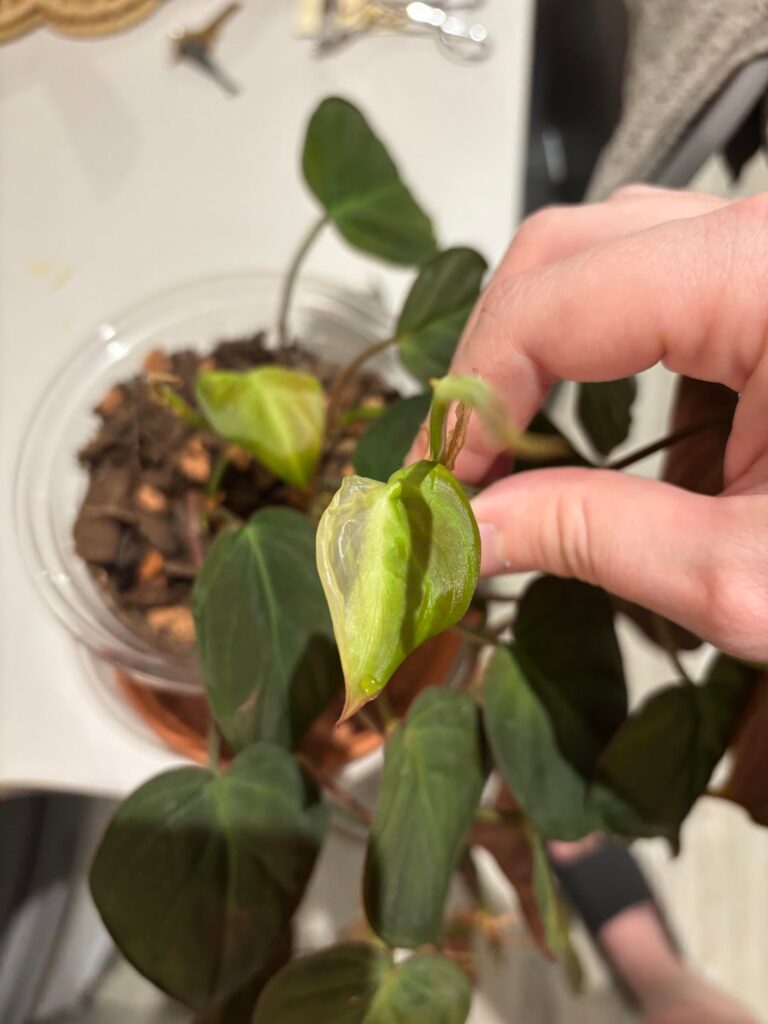 why is this leaf see through? 😭