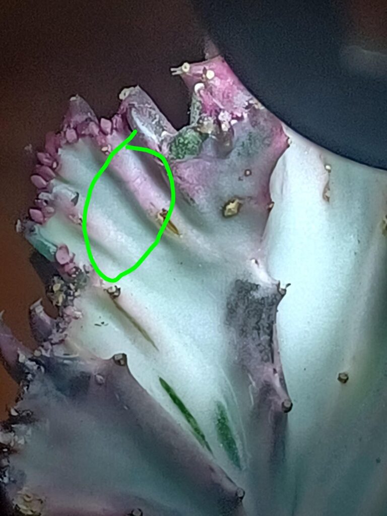 (Update) should i give it a little amount of water or should i wait?