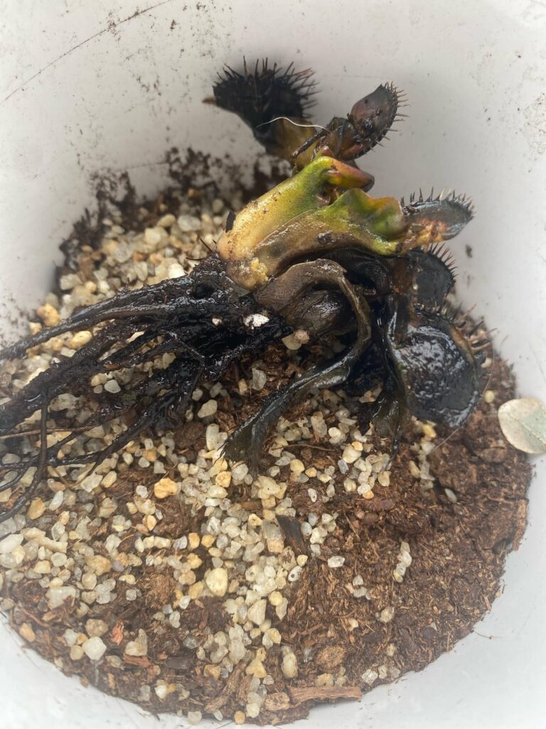 Root rot?