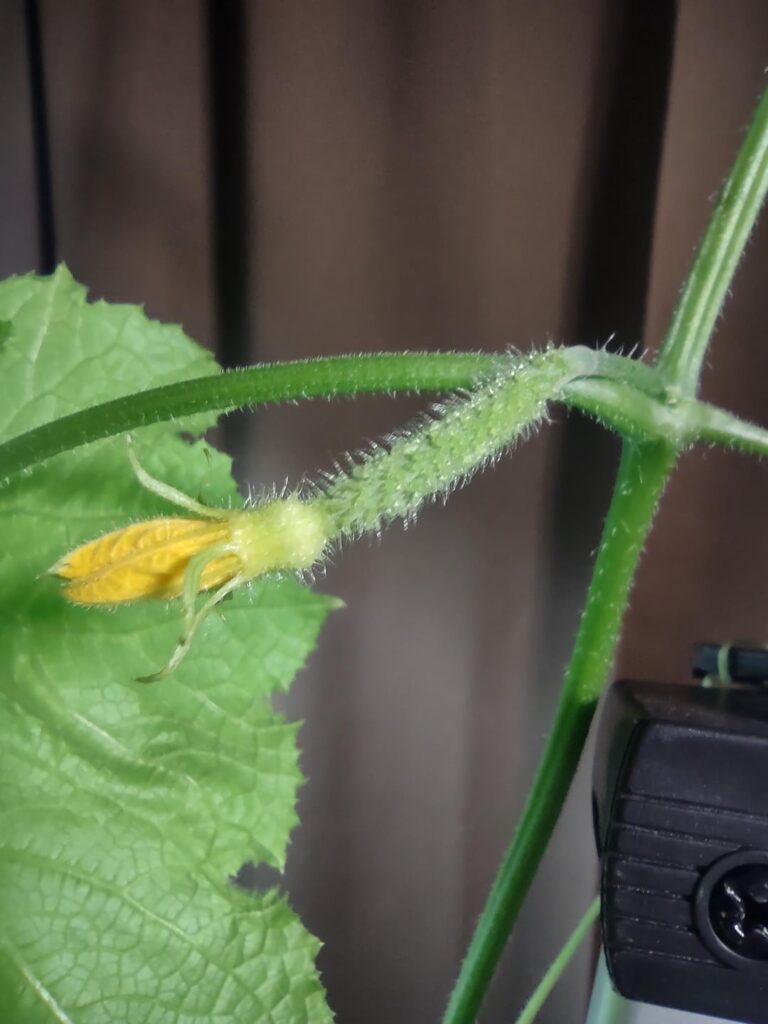 Guys, I think my cukes are absolutely cumbering right now.