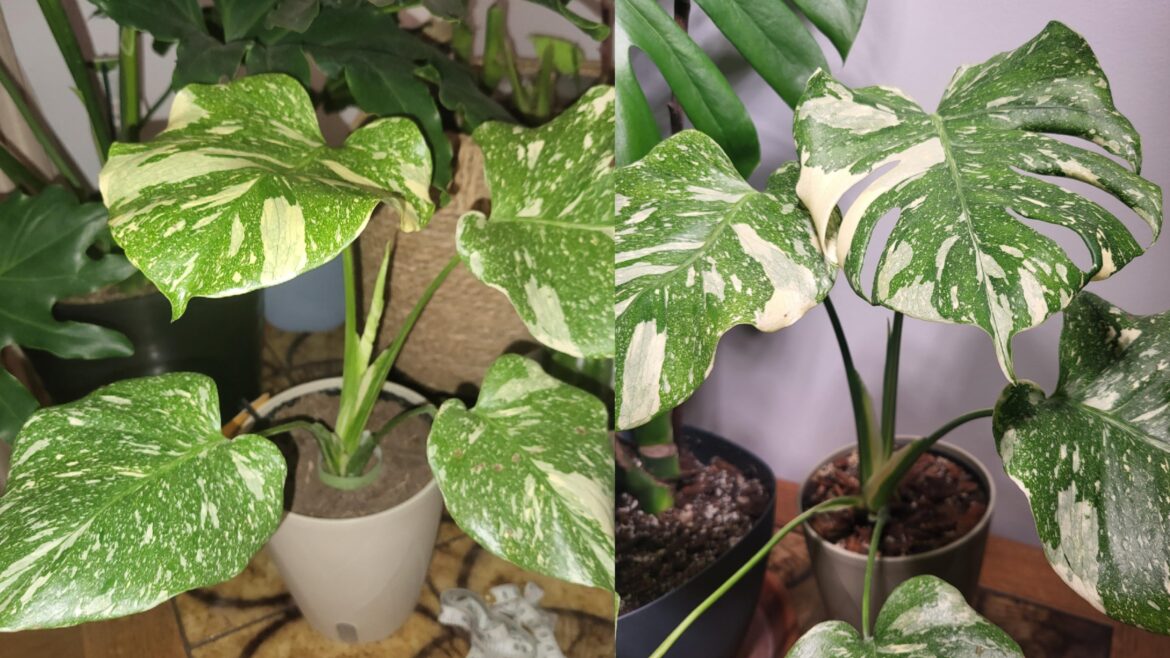 Only one month's difference!