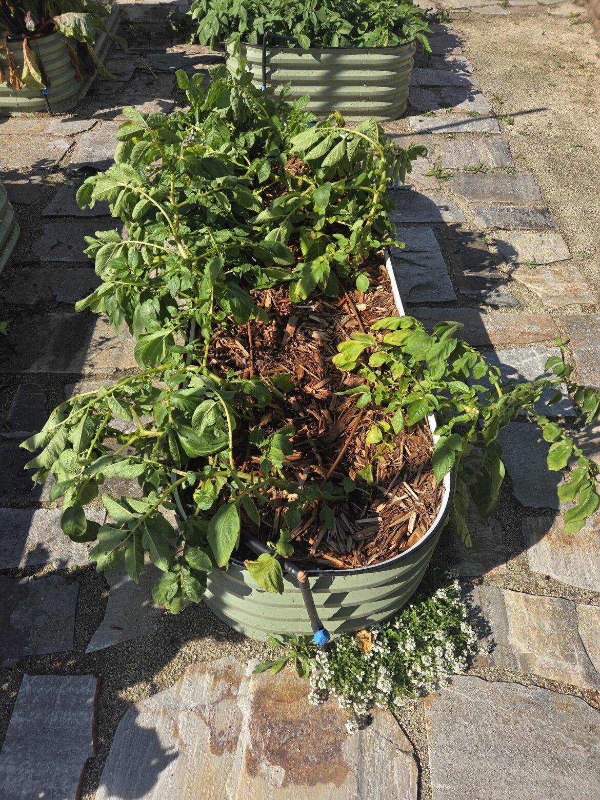 Leggy potato plants?