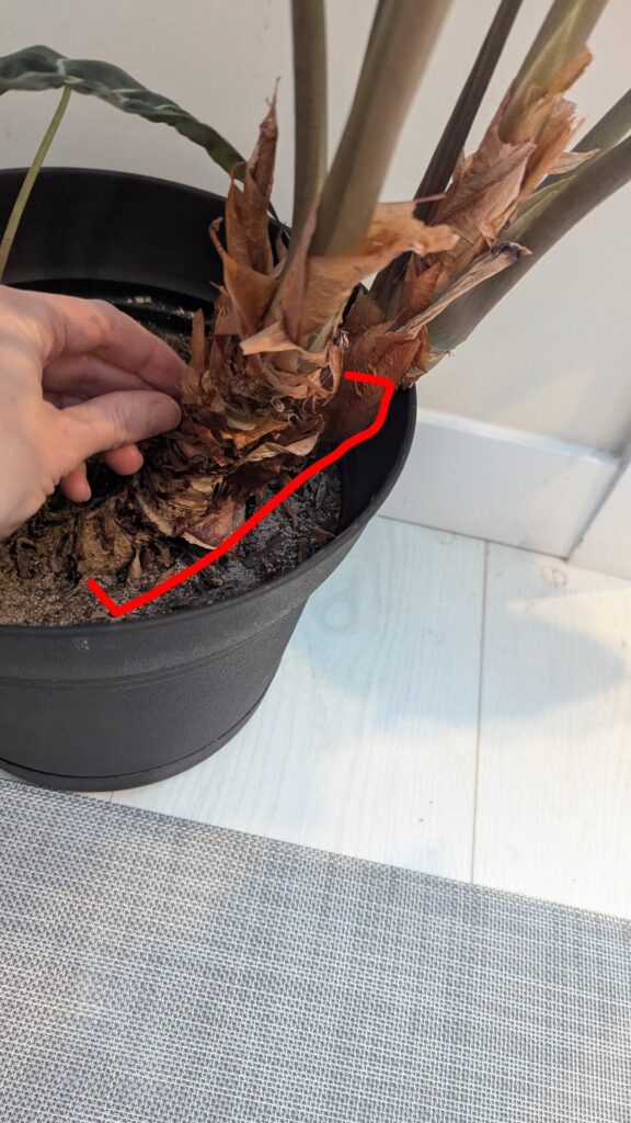 How deep can I plant alocasias?