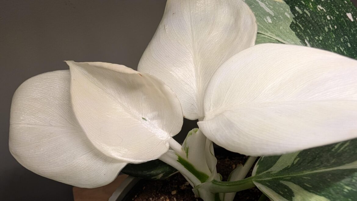 If I squint hard enough, I can see some green