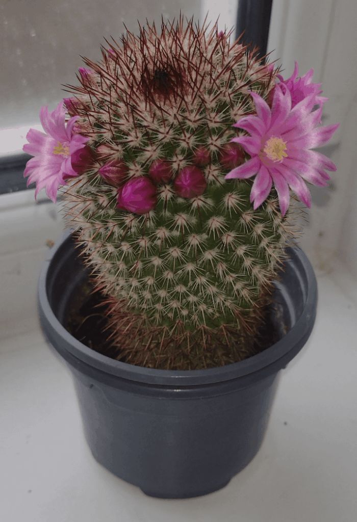Just an update on Mr.Prickles he is really starting to bloom ❤️