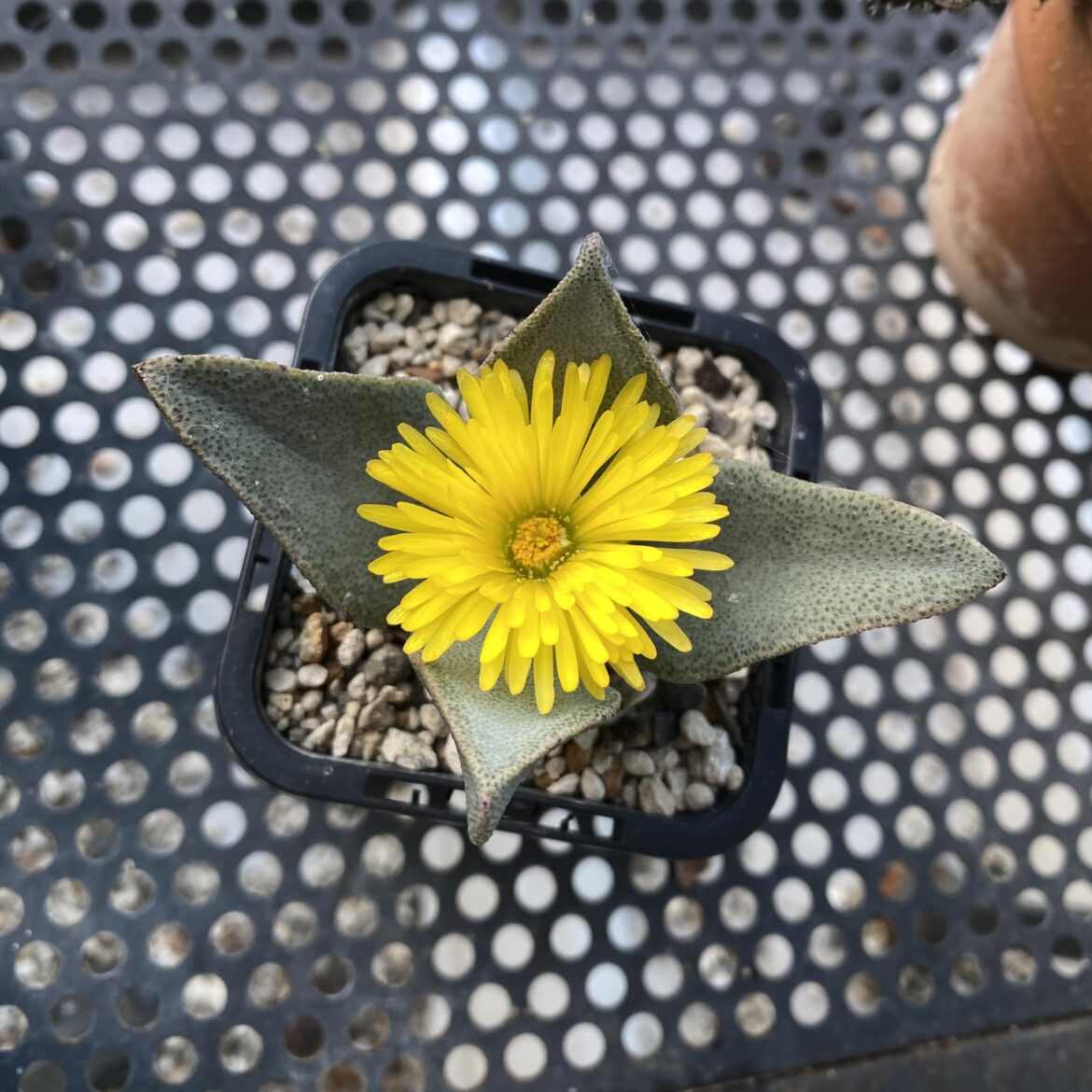 Update on an ID request from eight months ago. Finally flowered, and it is a Pleiospilos compactus ssp. canus!