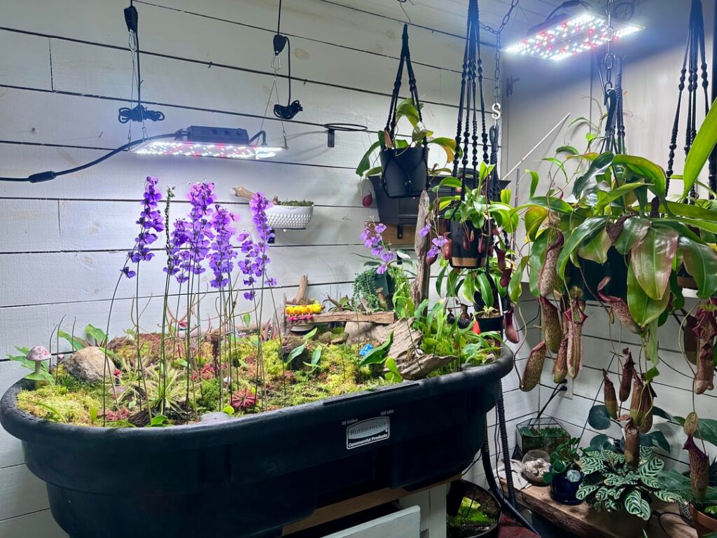 My indoor carnivorous bog garden