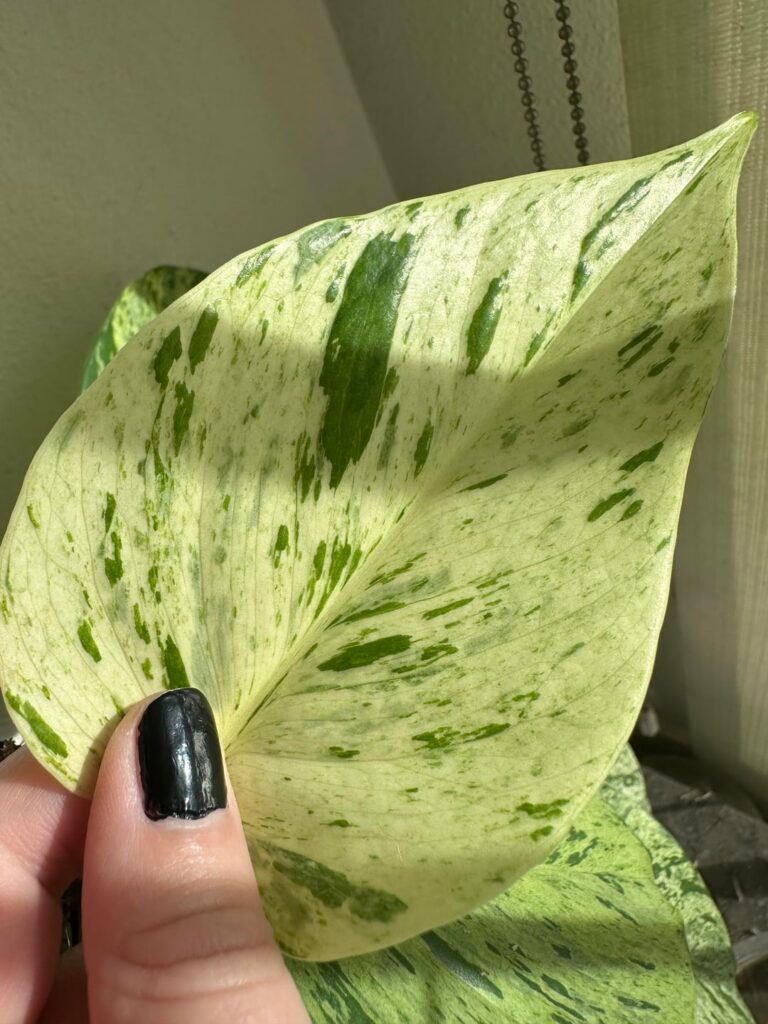 Marble or snow queen?