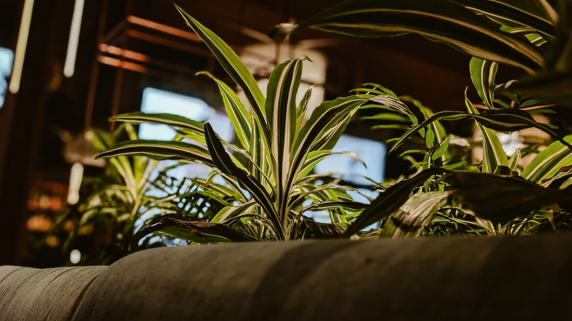 The Harbor Freight Find That Makes Indoor Gardening A Success