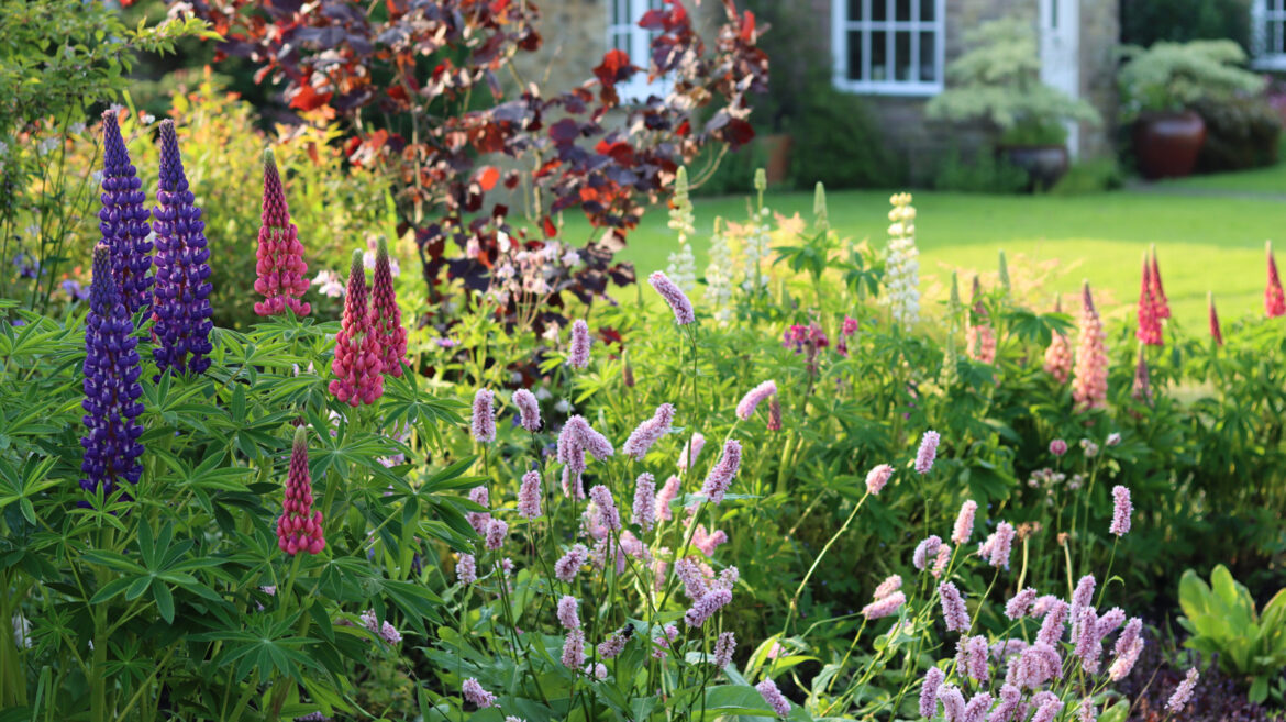 The 2026 Perennial Of The Year Will Add Moody, Rich Color To Your Garden