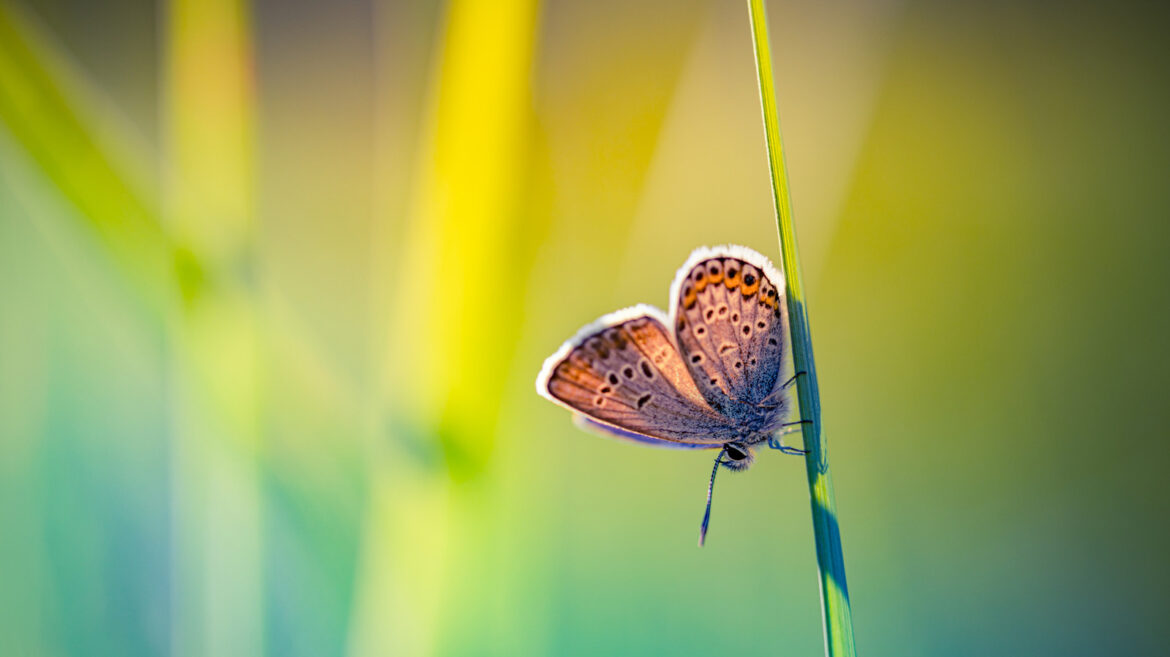 The 2026 Landscaping Annual Plant Of The Year Will Attract Birds & Pollinators The 2026 Landscaping Annual Plant Of The Year Will Attract Birds & Pollinators