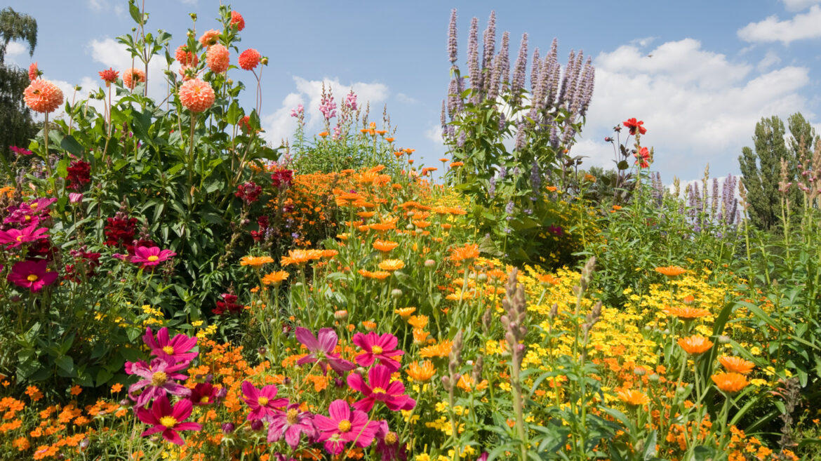 Add Height To Your Garden & Attract Birds With These 12 Tall Flowers