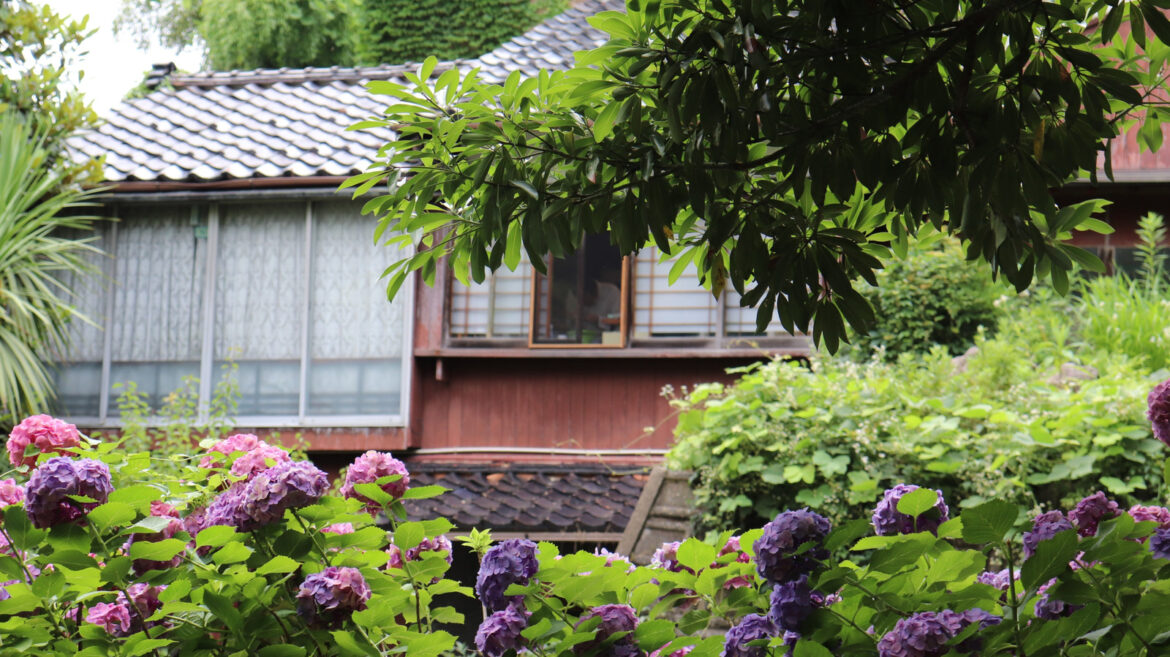 Purple Hydrangeas Have A Beautiful Secret Meaning When Planted In Your Garden Purple Hydrangeas Have A Beautiful Secret Meaning When Planted In Your Garden