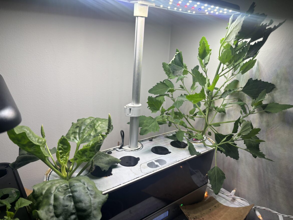 What are these?? What are these??