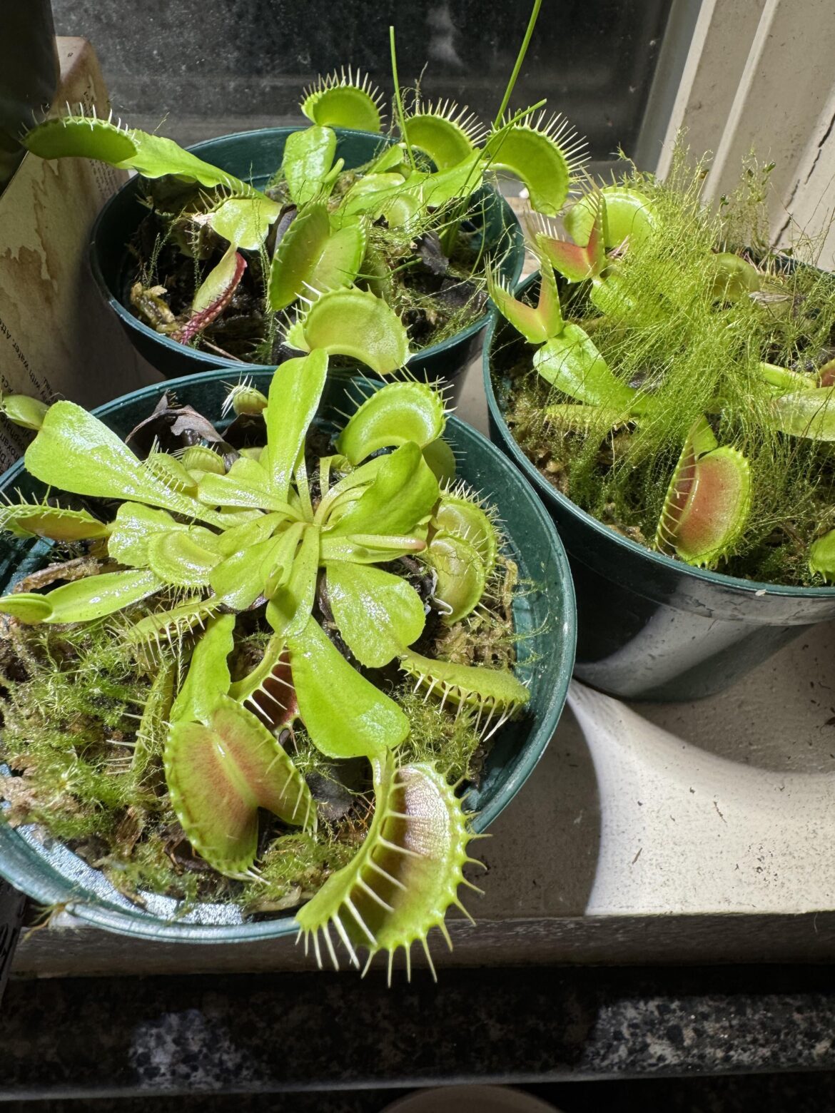 Gonna get these babies green and red asap