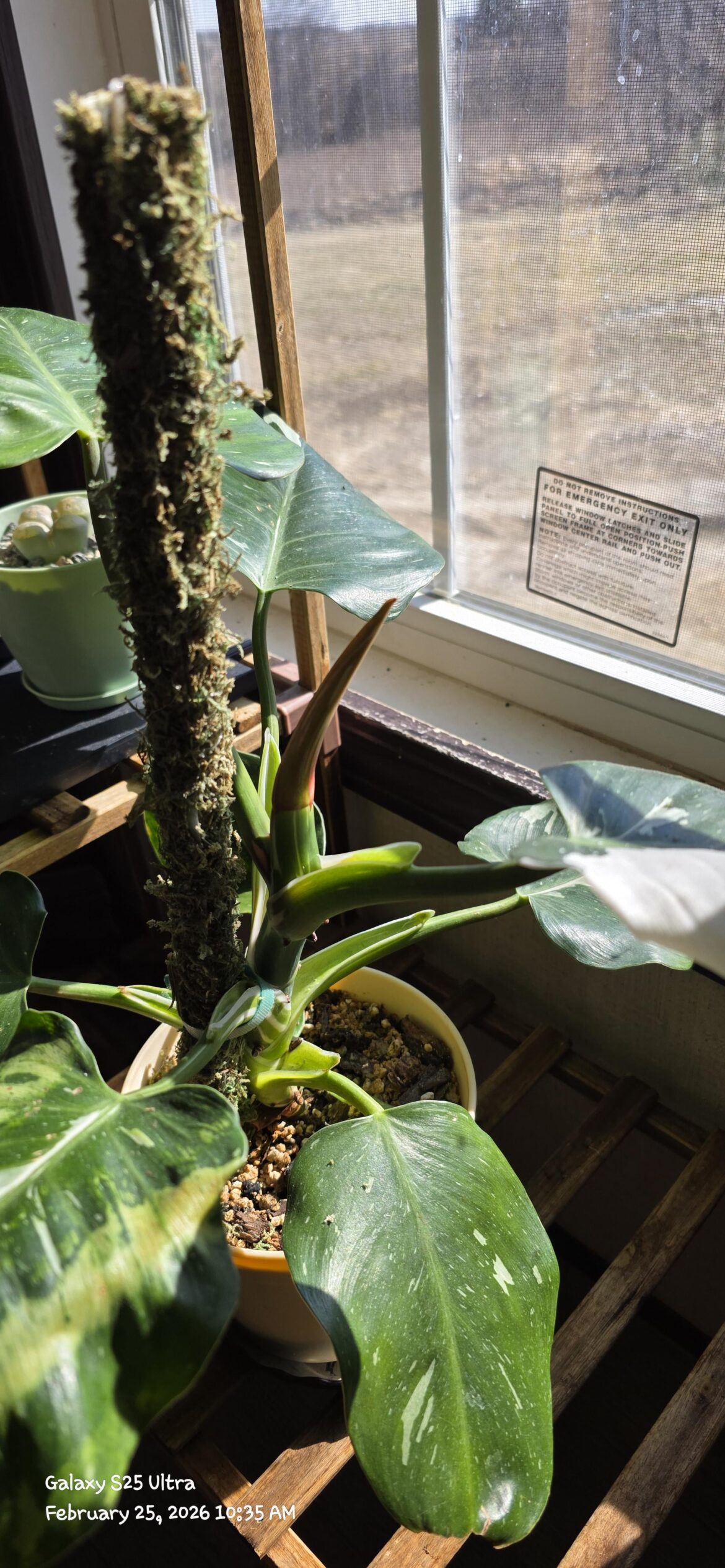 What is my white wizard doing