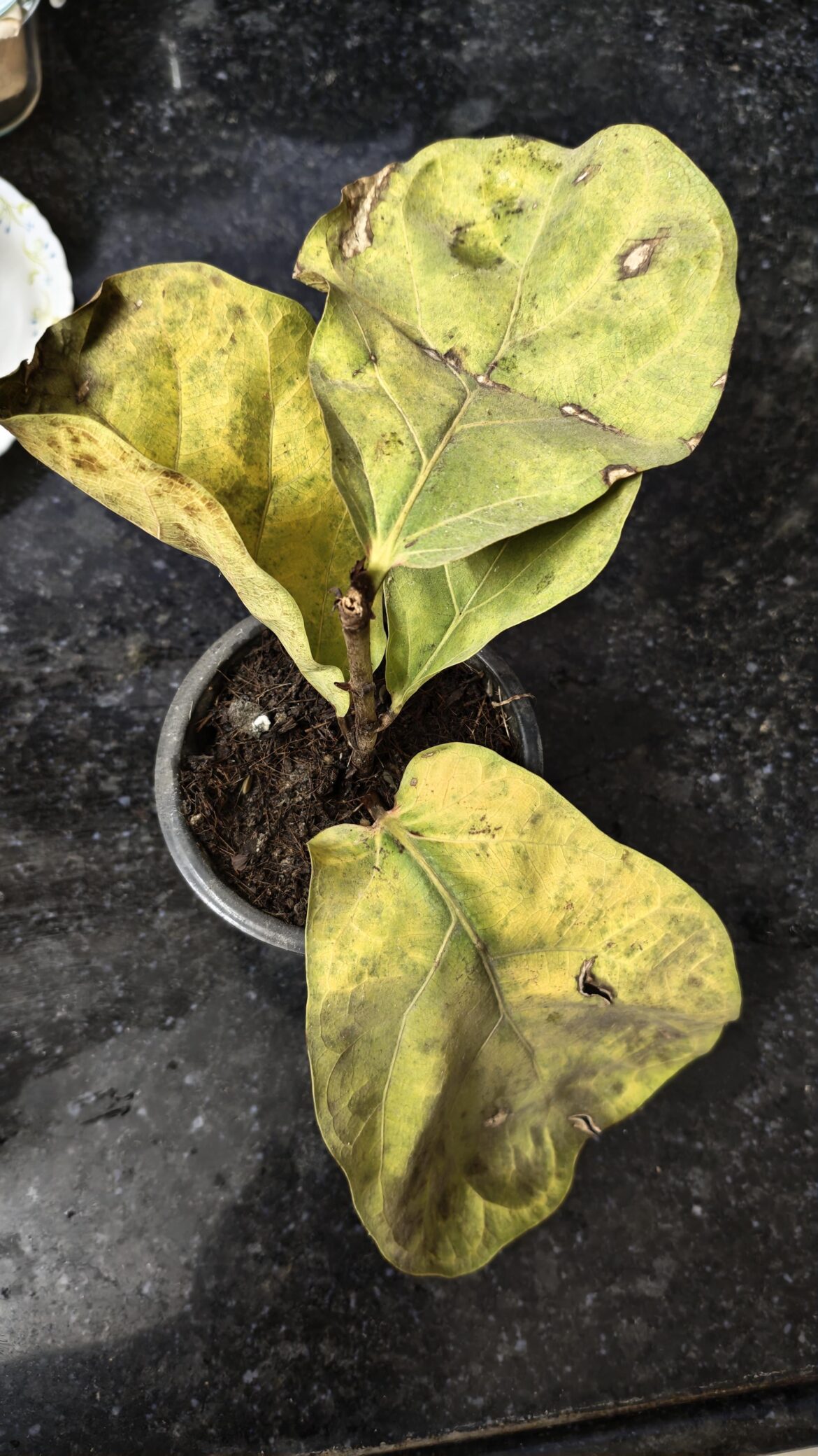 Maybe too late to post this.. But is this salvageable?