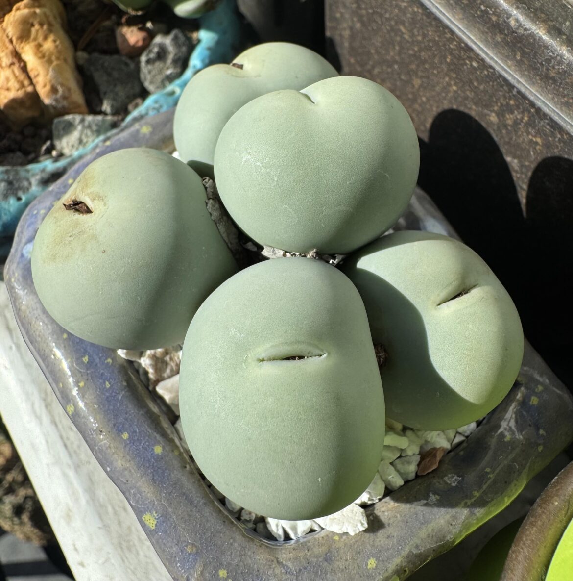 I love conophytum calculus