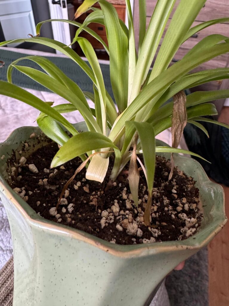 What is wrong with my spider plant? What is wrong with my spider plant?