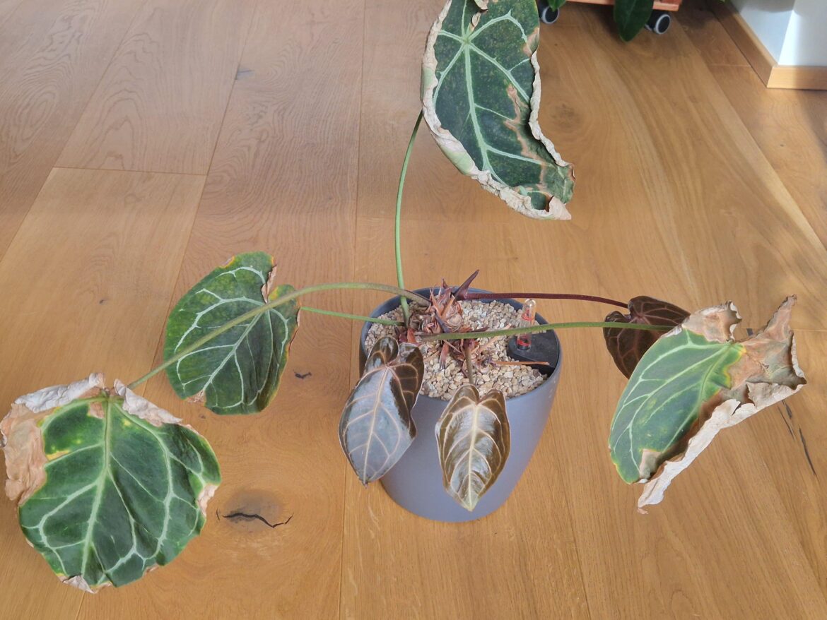 New growth after a baaad thrips infestation. Do not deem your plants dead too early. More often than not they will bounce back pretty fast