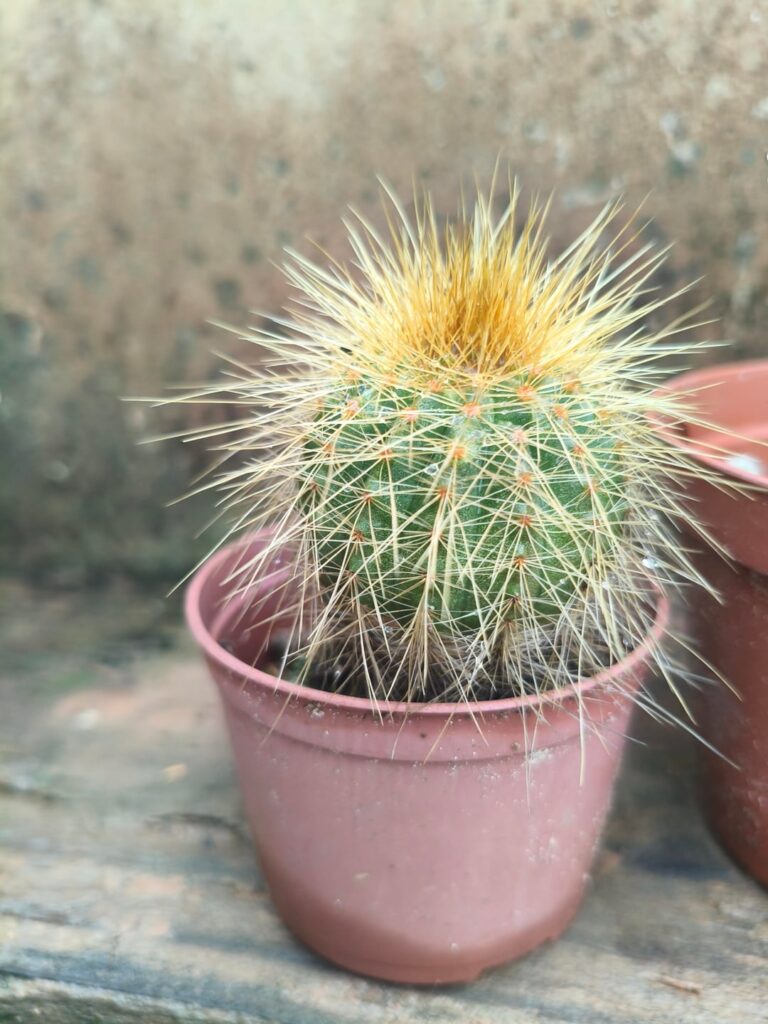 Me ajudem a identificar