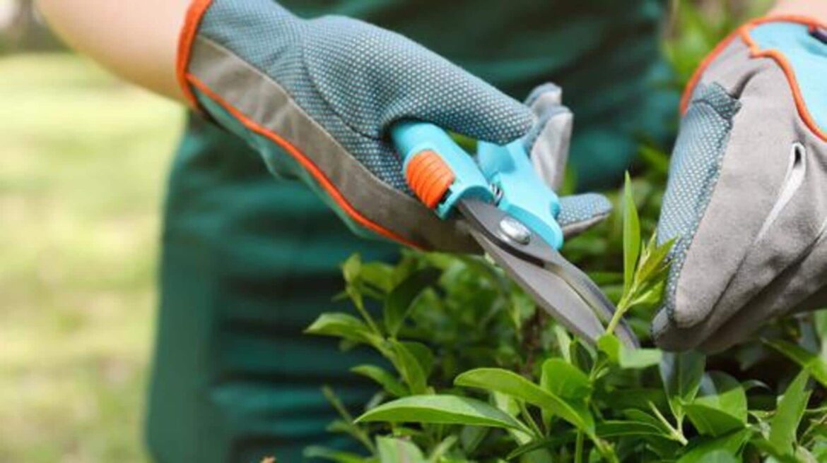 5 must-have tools for indoor gardening