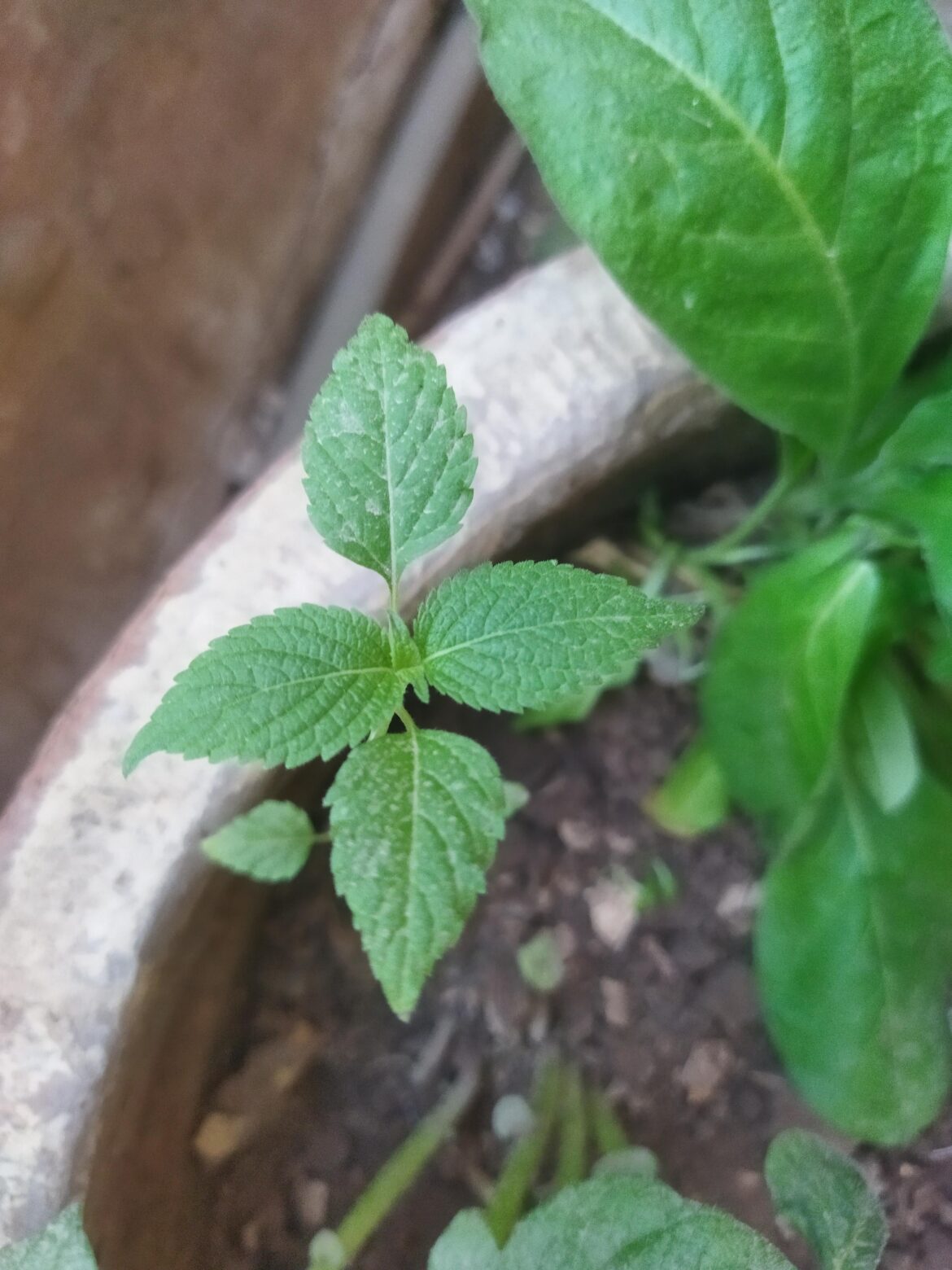 Anybody know what this is?