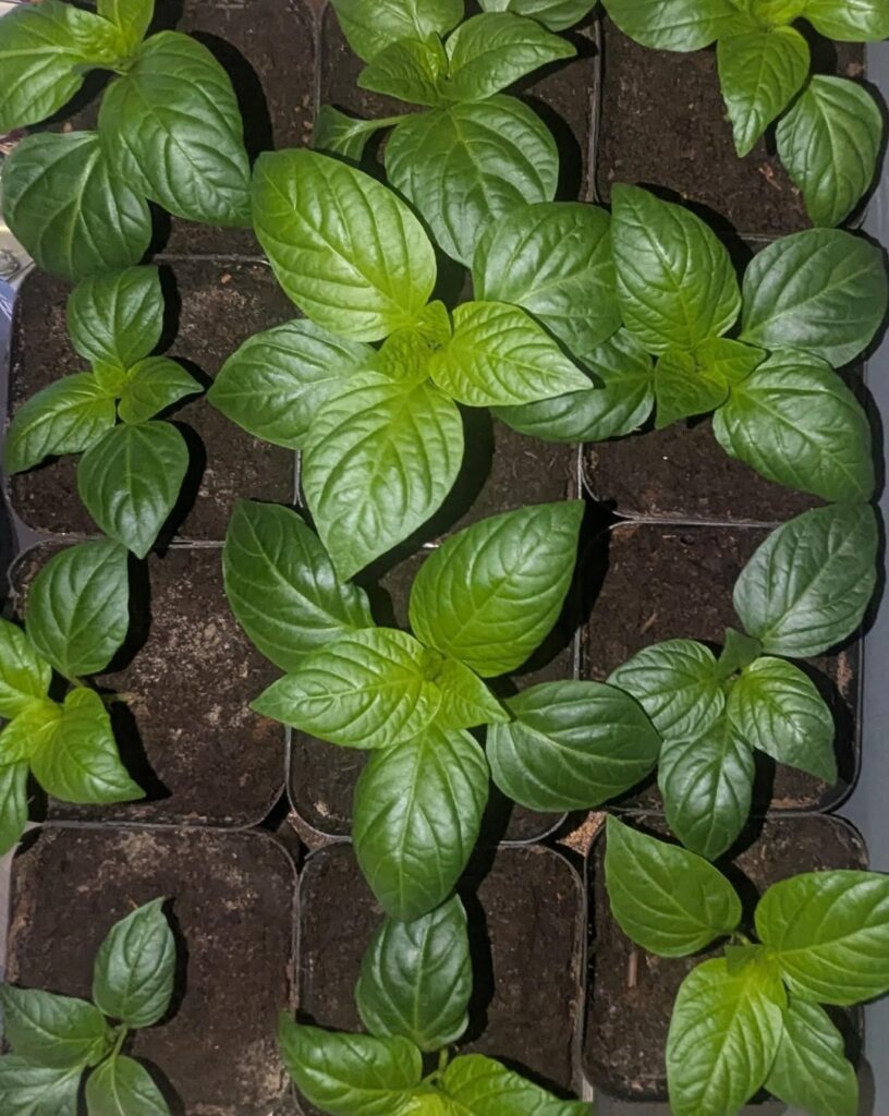 Big boy bell peppers and Carolina reaper